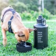 Engraved Matte Black Stainless Steel 2L Water Bottle with Pet Drinking Bowl
